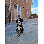 Ebbe With Dog Up To 14 People Ferienhaus *
